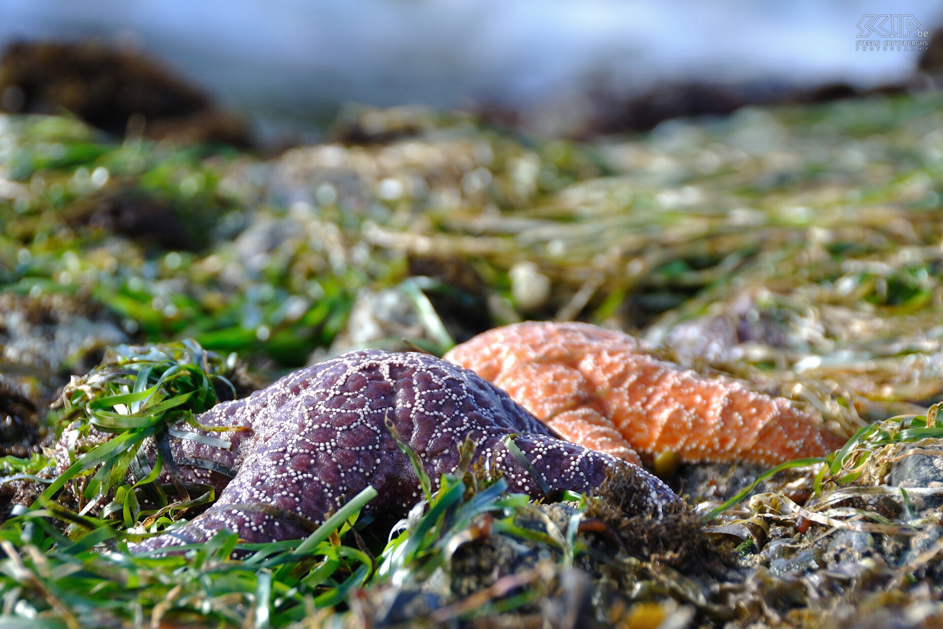 Pacific Rim NP - Wickaninnish Beach - Zeesterren  Stefan Cruysberghs